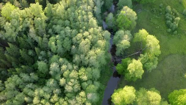 Widok Lotu Ptaka Zielony Las Rzeka Lecie Drzewa Promienie Wschodu — Wideo stockowe