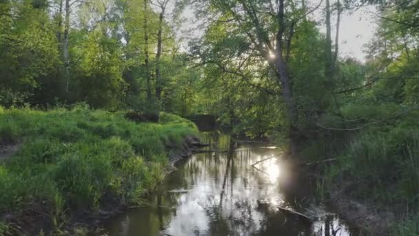Letecký Pohled Zelený Les Řeku Protékající Lesní Krajinou Slunečními Paprsky — Stock video