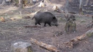 Farklı yaşlarda geniş bir yaban domuzu ailesi. Çizgili çok küçük domuz yavruları..