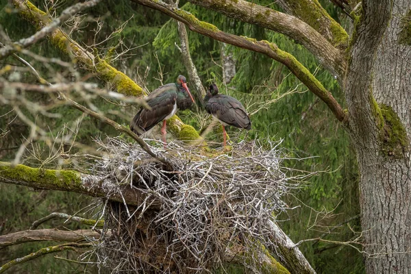 Чёрный Аист Гнезде Два Взрослых Черных Аиста Гнезде Весной — стоковое фото