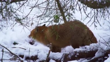 The Red fox, vulpes vulpes, in winter. The fox hunts in winter. High quality 4k ProRes footage