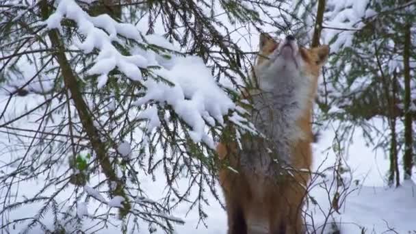 Den Röda Räven Vulpes Vulpes Vintern Räven Jagar Vintern Högkvalitativ — Stockvideo