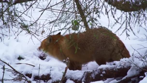 Red Fox Vulpes Vulpes Winter Fox Hunts Winter High Quality — Stockvideo
