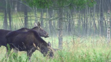 Geyik, geyik, Alces alces, sonbahar sisinde. Sonbahar manzarası. Yüksek kalite 4k görüntü
