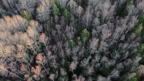 Tiro Aéreo Paisagem Floresta Primavera Visão Superior Árvores Árvores Sem — Vídeo de Stock
