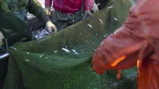 Рыба Белоне Белоне Балтийская Сельдь Коммерческая Рыбалка Большое Количество Рыбы — стоковое видео