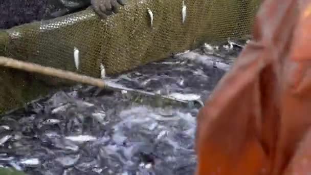 Balıkçı Teknesi Belone Baltık Ringa Ticari Balıkçılığı Avrupa Daki Bir — Stok video