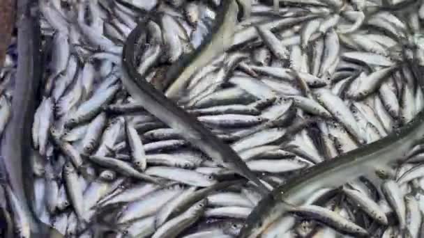 Garfish Belone Belone Balti Hering Kereskedelmi Halászat Nagyszámú Hal Fedélzeten — Stock videók