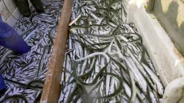 釣鐘バルトニシンの商業漁業漁船ヨーロッパの自然のデッキに魚の数が多い ニシンでいっぱいの漁師のボート 漁船で働く漁師 — ストック動画