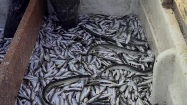 Garfish Belone Belone Ρέγγα Της Βαλτικής Αλιεύει Μεγάλο Αριθμό Ψαριών — Αρχείο Βίντεο