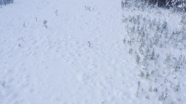 Ett Luftdrönarskott Ett Snöigt Träsk Vintern Europeisk Natur Djup Vinter — Stockvideo