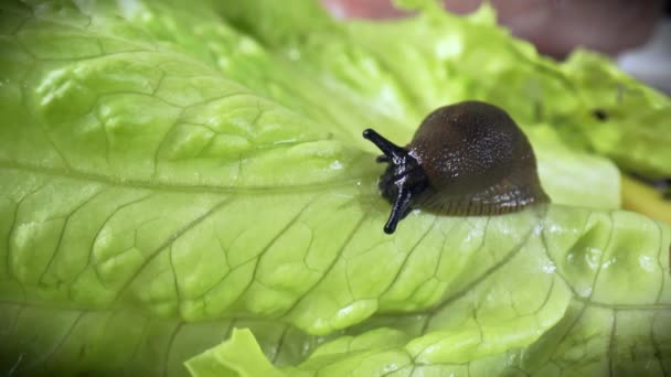 Spanyol Sümüklüböceği Yeşil Marul Yaprakları Yiyor Marulun Etrafında Dolaşıyor Arion — Stok video