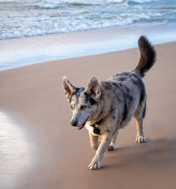 Sahilde farklı renkte gözleri olan benekli, melez olmayan komik bir köpek yürüyor. Yaz köpeği..