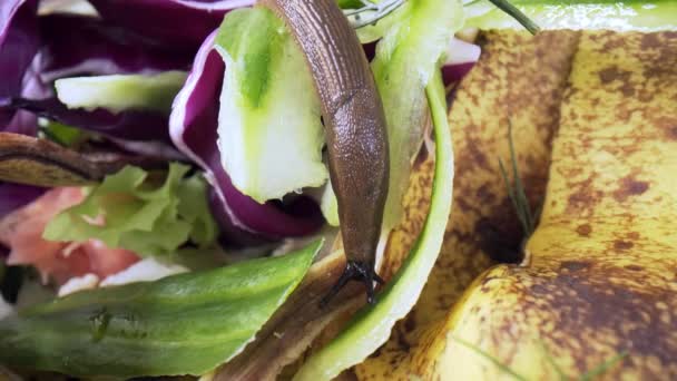 Großaufnahme Der Spanischen Nacktschnecke Arion Vulgaris Bioabfällen Essen Sie Bananenschalen — Stockvideo