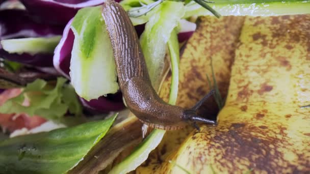Großaufnahme Der Spanischen Nacktschnecke Arion Vulgaris Bioabfällen Essen Sie Bananenschalen — Stockvideo