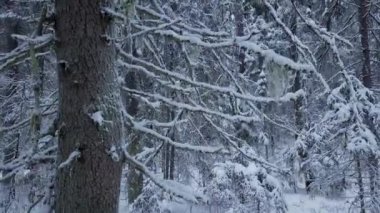 Kışın eski bir boreal ladin ormanında İHA uçuşu. Karlı bir ormanla birlikte erken ve soğuk bir kış sabahı. Beyaz pofuduk karla kaplı ladin ağaçları.. 