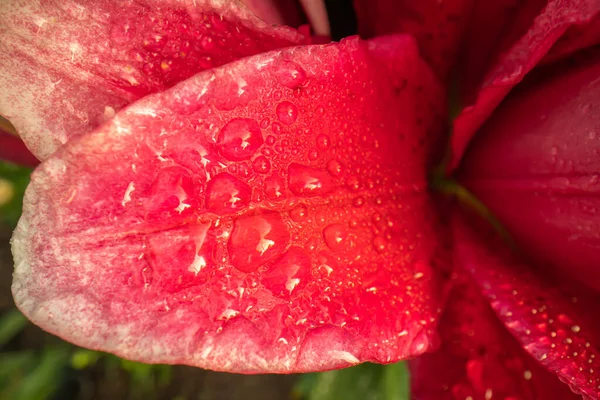Rosa Flor Vermelha Liliy Flowe Jardim Cor Saturada Rica Fundo — Fotografia de Stock