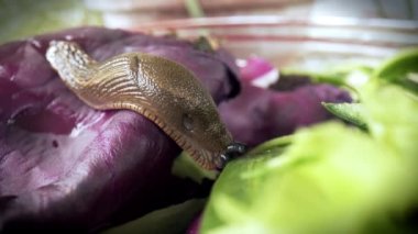 İspanyol sümüklü böceği Arion vulgaris 'in yakın çekimi, biyolojik atıkta. Kırmızı marul yaprakları ye. Makro görüntüler. 4k ProRes videosu. 