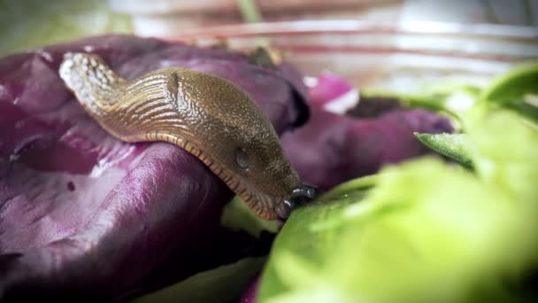 Zbliżenie Hiszpańskiego Ślimaka Ariona Vulgarisa Bioodpadach Jedz Czerwone Liście Sałaty — Wideo stockowe