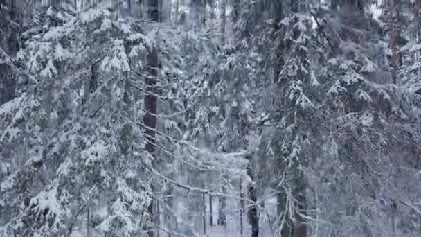 Kışın Eski Bir Boreal Ladin Ormanında Uçuşu Karlı Bir Ormanla — Stok video