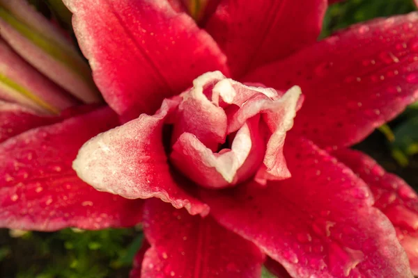Rosa Flor Roja Liliy Flowe Jardín Rico Color Saturado Fondo Imágenes de stock libres de derechos