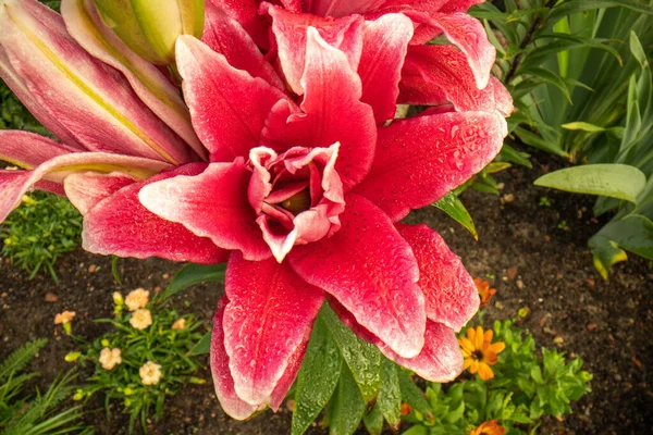 Rosa Flor Roja Liliy Flowe Jardín Rico Color Saturado Fondo Fotos de stock