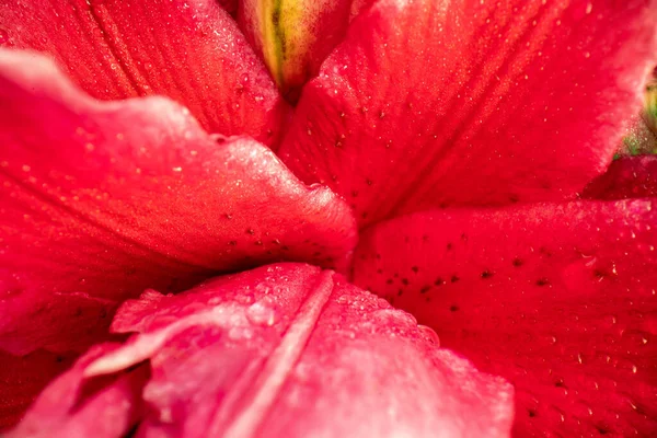 Rosa Fioritura Rossa Liliy Flowe Giardino Ricco Colore Saturo Sfondo Fotografia Stock