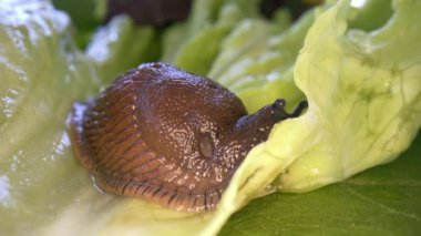 İspanyol sümüklüböceği yeşil marul yaprakları yiyor ve marulun etrafında dolaşıyor. Arion vulgaris Arion lusitanicus. Doğadaki gastropodlar,