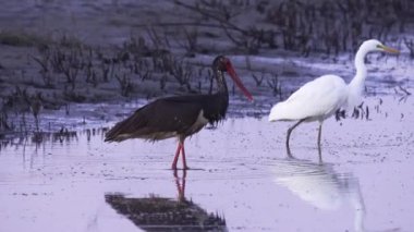 Yetişkin siyah bir bitki olan Ciconia zencisi ve Büyük Beyaz Akbalıkçıl yürür ve balık yakalar. Avrupa doğası, Letonya doğası. Arka planda mavi su var. Yüksek kalite 4k görüntü