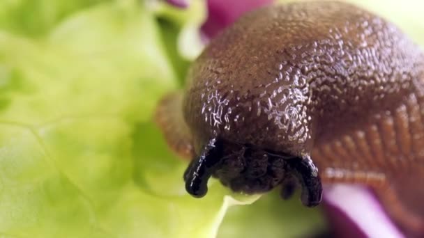 Spanyol Sümüklüböceği Yeşil Marul Yaprakları Yiyor Marulun Etrafında Dolaşıyor Arion — Stok video