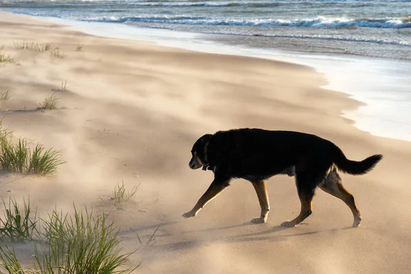 A black dog runs along the beach. A non-breed dog runs. Dog by the sea.