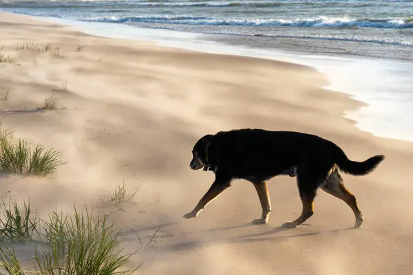 Perro Negro Corre Por Playa Perro Raza Corre Perro Junto Imágenes de stock libres de derechos