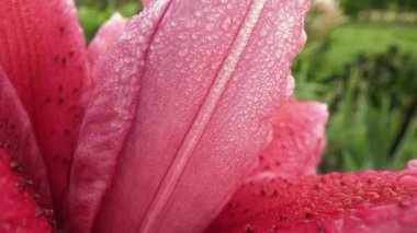 Bahçede pembe, kırmızı çiçek açan Lily Çiçeği. Zengin doymuş renk. Zambak çiçeği.
