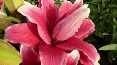 Bahçede pembe, kırmızı çiçek açan Lily Çiçeği. Zengin doymuş renk. Zambak çiçeği.