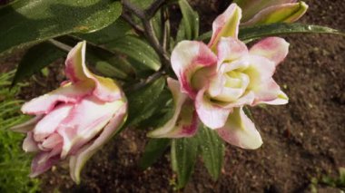 Pembe, kırmızı çiçek açan zambak bahçede yüzüyor. Zengin doymuş renk. Soyut doğa geçmişi. Yaz bahçıvanlığı. Macro, yakın plan fotoğraf. Yukarıdan aşağıya doğru. 4k ProRes videosu