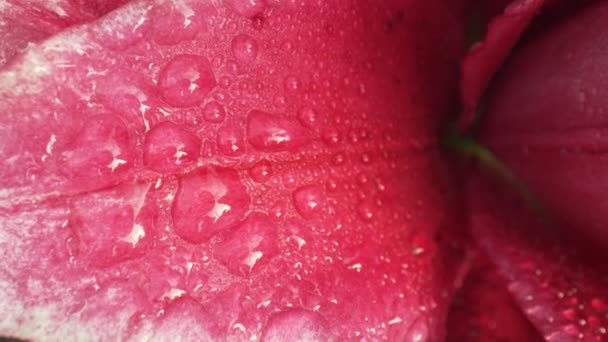 Płatki Lilii Kroplami Rosy Różowy Czerwony Kwiat Lilii Ogrodzie — Wideo stockowe