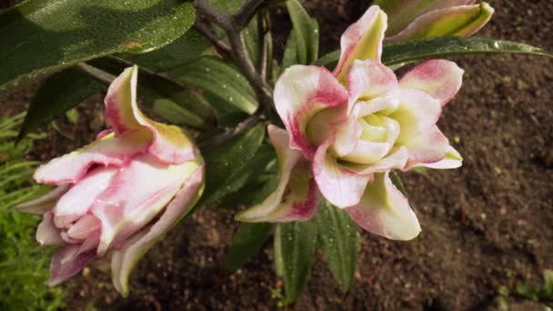 Ροζ Κόκκινο Λουλούδι Liliy Flowe Στον Κήπο Πλούσιο Κορεσμένο Χρώμα — Αρχείο Βίντεο