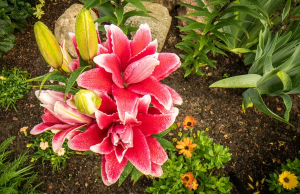 Pembe, kırmızı çiçek açan zambak bahçede yüzüyor. Zengin doymuş renk. Soyut doğa geçmişi. Yaz bahçıvanlığı. Macro, yakın plan fotoğraf. Yukarıdan aşağıya doğru. Yüksek kalite fotoğraf