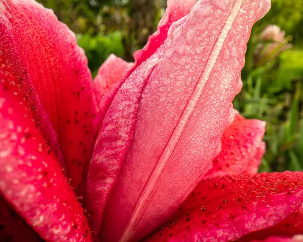 Rosa Fioritura Rossa Liliy Flowe Giardino Ricco Colore Saturo Sfondo Foto Stock Royalty Free
