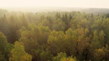 Gündoğumunda güneş ışınlarıyla sonbahar ormanının güzel hava manzarası. Sonbaharın başlarında yaprak döken ormanın baş döndürücü renkleri. Avrupa doğası.
