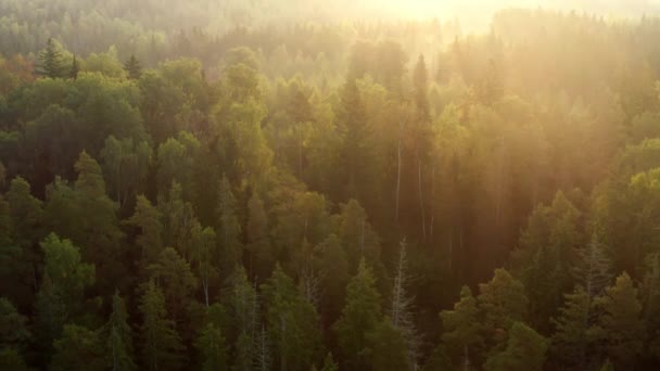 Bellissimo Paesaggio Aereo Con Foresta Autunnale Durante Alba Con Raggi — Video Stock