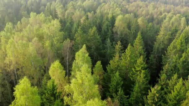 광선으로 일출하는 아름다운 자작나무 소나무와 혼합된 유럽의 고품질 — 비디오