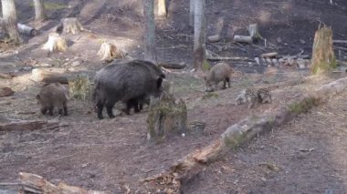 Domuz yavrularıyla dolu bir yabandomuzu ailesi yiyecek arıyor ve gidiyor. Yazın yaban domuzlarına yakın çekim. Yüksek kaliteli 4k ProRes görüntüleri