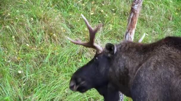 Elk Alces Alces Tření Parohy Stromě Evropská Příroda — Stock video