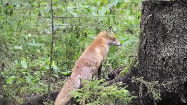 Primo Piano Fox Nella Foresta Volpe Guarda Intorno Estate Volpe — Video Stock
