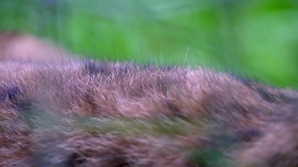 Eurasiatisk Lodjur Den Naturliga Miljön Lynx Står Skogen Högkvalitativ Film — Stockvideo