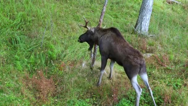 Elk Alces Alces Rubbing Antlers Tree European Nature — Stock Video