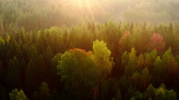 美丽的空中风景 日出时带着秋天的森林 阳光灿烂 秋天的季节初秋落叶森林令人叹为观止的秋天色彩 — 图库视频影像