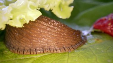 İspanyol sümüklüböceği yeşil marul yaprakları yiyor ve marulun etrafında dolaşıyor. Arion vulgaris Arion lusitanicus. Doğadaki gastropodlar,