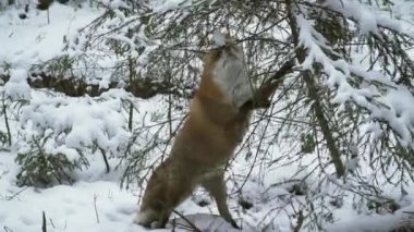 Kızıl tilki kışın vulpes vulpes eder. Tilki arka ayakları üzerinde ayağa kalkar ve bir ağaç gövdesine yaslanır ve yukarı bakar. Kışın hayvanlar. Kış ormanının derinliklerinde. Tilki kışın avlanır. 4k ProRes görüntüsü.